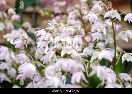 Dendrobium Gillian Leaney Alba orchidea in fiore. Foto Stock