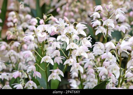 Dendrobium Gillian Leaney Alba orchidea in fiore. Foto Stock