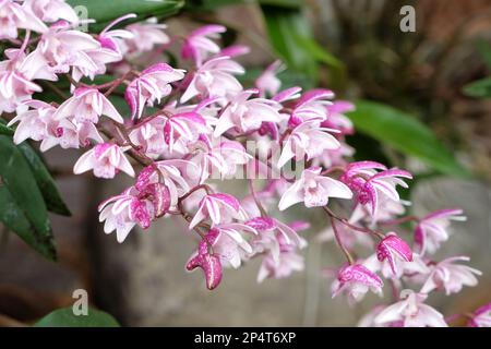 Dendrobium suffusum orchidea in fiore. Foto Stock