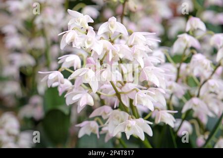 Dendrobium Gillian Leaney Alba orchidea in fiore. Foto Stock