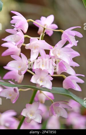 Dendrobium Bardo Rosa orchidea in fiore. Foto Stock