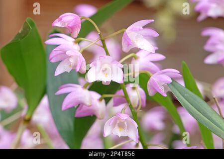 Dendrobium Bardo Rosa orchidea in fiore. Foto Stock