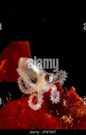 Polpo giovanile macropus su Alga, Alghero, (Sardegna), Italia (Mar Mediterraneo) Foto Stock