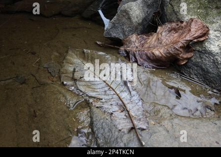 Foglie in pozza fangosa sul bordo di un fiume. Cloudy Day nel mese di febbraio. Foto Stock