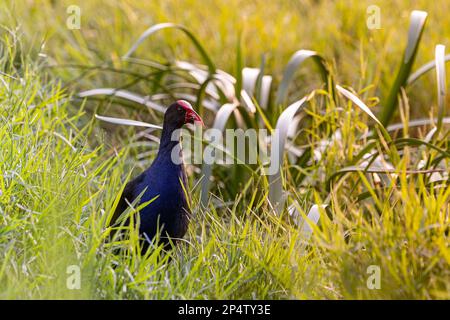 Uno Swanfen Australasiano (Porphyrio melanotus) che si allena per il cibo nell'erba e nelle canne di un ambiente paludoso, nel tardo pomeriggio. Foto Stock