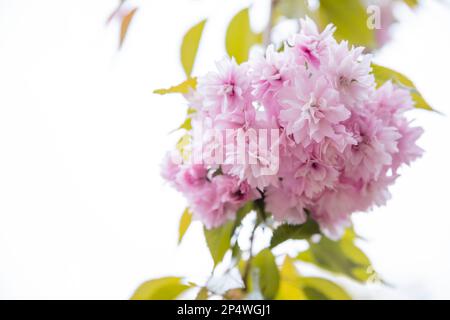 Fiore di ciliegio in piena fioritura. Ramoscello con fiori di ciliegia in piccoli grappoli su un ramo di ciliegio, sbiadendo in bianco. Selettivo focus.Romantico Foto Stock