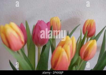 bouquet di tulipani rosa e giallo primo piano su fondo bianco. Sfondo floreale. Disegno di cartolina. Invito di nozze Foto Stock