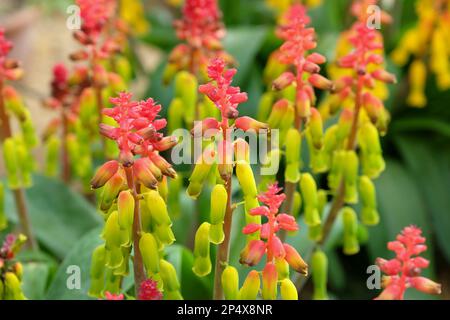 Lachenalia thunbergii, o cowslip capo, in fiore. Foto Stock