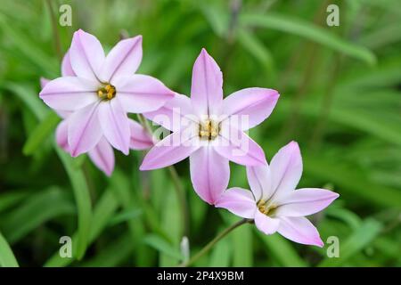 Ipheion Uniflorum, o fiore stellato di primavera, Vescovo di Charlotte in fiore. Foto Stock