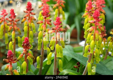 Lachenalia thunbergii, o cowslip capo, in fiore. Foto Stock