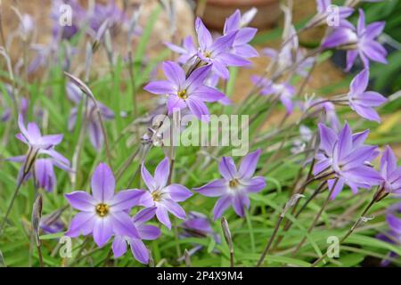 Ipheion Uniflorum, o stella di primavera, 'Froyle Mill' in fiore. Foto Stock