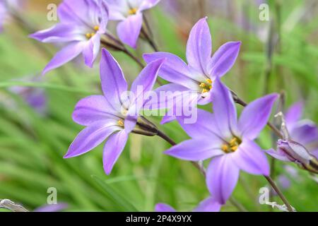 Ipheion Uniflorum, o stella di primavera, 'Froyle Mill' in fiore. Foto Stock