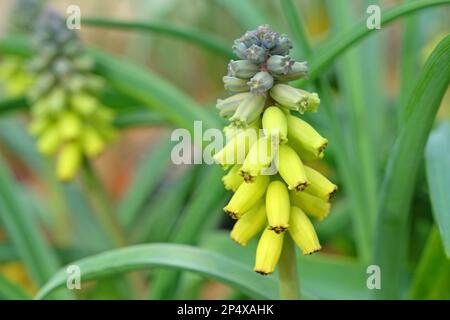 Muscari macrocarpum 'Golden Fragrance' in fiore. Foto Stock
