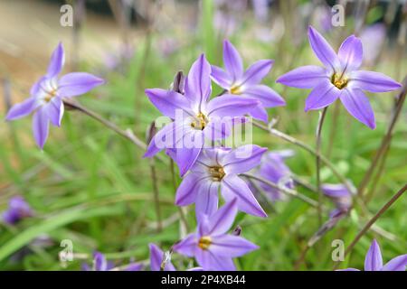 Ipheion Uniflorum, o stella di primavera, 'Froyle Mill' in fiore. Foto Stock