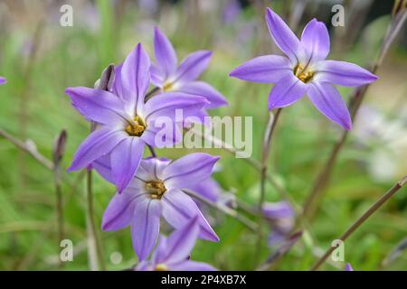 Ipheion Uniflorum, o stella di primavera, 'Froyle Mill' in fiore. Foto Stock