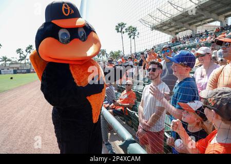 Sarasota FL USA; Baltimore Orioles mascotte Bird si diverte con i tifosi durante una partita di allenamento primaverile della MLB contro gli Atlanta Braves allo stadio ed Smith Foto Stock
