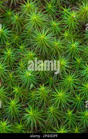 Comune Haircap Moss (Polytrichum comune, che cresce nelle montagne Adirondack nello stato di New York Foto Stock