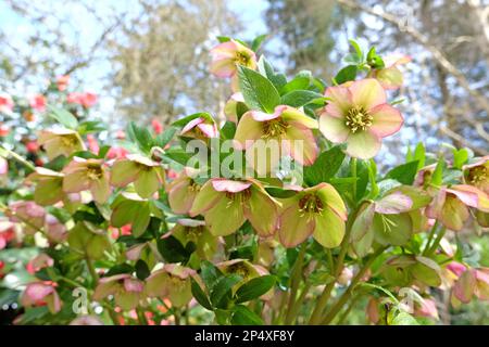 Color crema e rosa Hellebores, o rosa quaresimale, in fiore Foto Stock