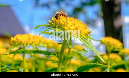 Rosea di rodiola (radice dorata, radice di rosa, rosmarino) Foto Stock