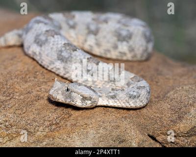 Adder Snake cornuto (Bitis caudalis) che riposa sulla roccia, Namibia, gennaio Foto Stock