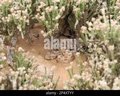 Adder cornuto (Bitis caudalis) serpente che si nasconde nella vegetazione delle dune di sabbia, Namibia, gennaio Foto Stock