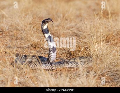 Kunene Shield Cobra (Aspidelaps lubricus cowlesi) in posizione aggressiva, testa e collo sollevato, lingua estesa, Namibia, gennaio. Foto Stock