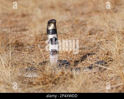 Kunene Shield Cobra Snake, (Aspidelaps lubricus, closciosi) in posizione aggressiva, testa e collo sollevato, Namibia, gennaio Foto Stock