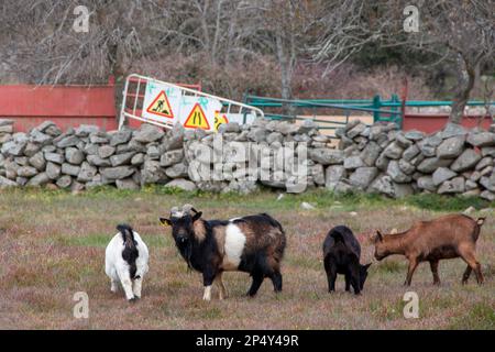 Capre nel loro Corral nei giorni invernali, si può apprezzare l'erba che mangiano così come l'ambiente di montagna in cui vivono Foto Stock