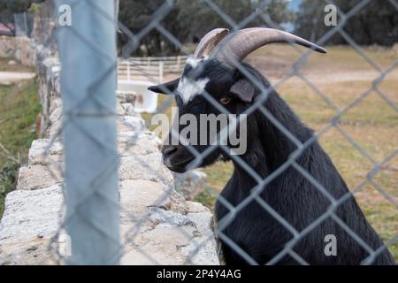 Capre nel loro Corral nei giorni invernali, si può apprezzare l'erba che mangiano così come l'ambiente di montagna in cui vivono Foto Stock