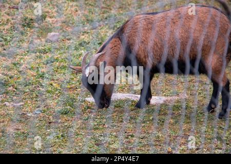 Capre nel loro Corral nei giorni invernali, si può apprezzare l'erba che mangiano così come l'ambiente di montagna in cui vivono Foto Stock