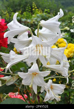 I gigli fioriscono in un letto di fiori nel giardino Foto Stock