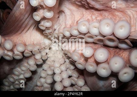 Primo piano di polipi giganti del pacifico, tentacoli Foto Stock
