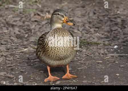 Primo piano Ritratto di fronte di una femmina di Mallard Duck (Anas platyrhynchos) con testa rivolta a destra di immagine, presa nel Regno Unito nel mese di febbraio Foto Stock