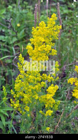 Galium verum cresce tra le erbe in natura Foto Stock