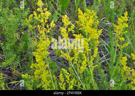 Galium verum cresce tra le erbe in natura Foto Stock