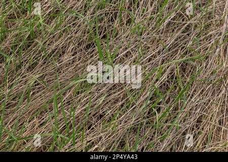 Erba lunga, secca, gialla essiccata in una palude appaiata per formare una bella struttura naturale. Foto Stock