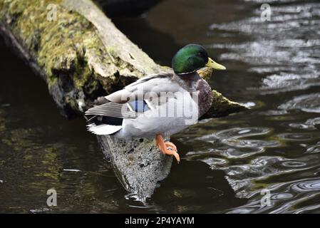 Drake Mallard Duck (Anas platyrhynchos) bilanciamento sul fronte di un albero Log in acqua, in profilo destro, preso in Staffordshire, Regno Unito in inverno Foto Stock