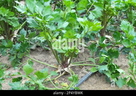 Il sedano cresce in terreno organico aperto nel giardino Foto Stock