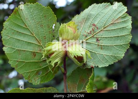 Le noci maturano sul ramo della cespuglio di nocciola Foto Stock