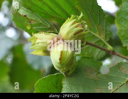 Le noci maturano sul ramo della cespuglio di nocciola Foto Stock