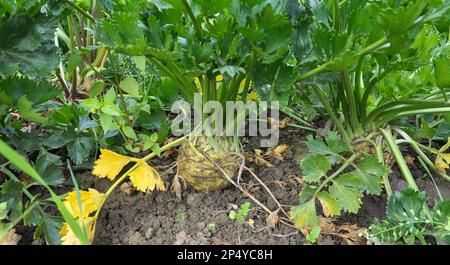 Il sedano cresce in terreno organico aperto nel giardino Foto Stock