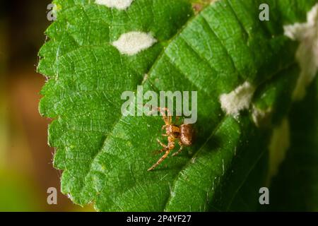 Foto macro di un ragno di granchio appeso ad una pianta, Xysticus Croceus. Foto Stock