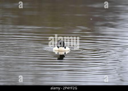 Maschio Goosander (Mergus merganser) Nuoto verso la macchina fotografica, a mezzo di immagine, su un lago increspato nel Regno Unito nel mese di febbraio Foto Stock