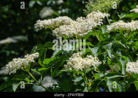 Sambucus nero Sambucus nigra fiori bianchi fioriscono. Macro di fiori delicati cluster su sfondo verde scuro in giardino di primavera. Messa a fuoco selettiva. NAT Foto Stock