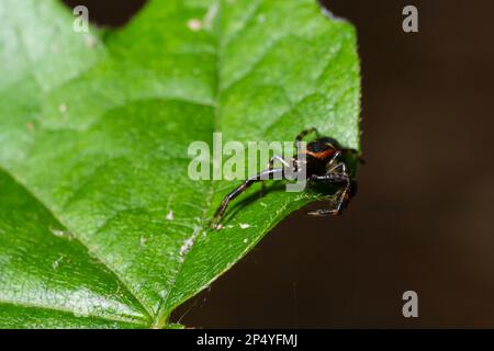 Foto macro di un ragno di granchio appeso ad una pianta, Xysticus Croceus. Foto Stock