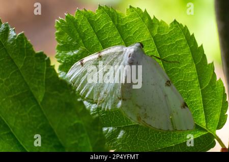 Lomographa temerata, l'argento nuvoloso, è una falena della famiglia Geometridae. Tignola argentata nuvolosa, Lomographa temerata, dall'alto. Foto Stock