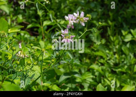 Primo piano, macro. Crownvetch o Securigera varia Coronilla varia o porpora vetch corona. Piante da campo fiorite. Spazio di copia. Foto Stock