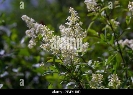 Ligustrum vulgare selvaggio europeo privato pianta da fiore bianca, gruppo di fiori profumati in fiore su rami arbusti, foglie verdi. Foto Stock