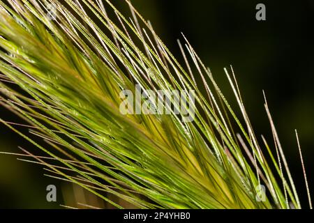 In natura, come un'erbaccia cresce orzo Hordeum murinum. Foto Stock