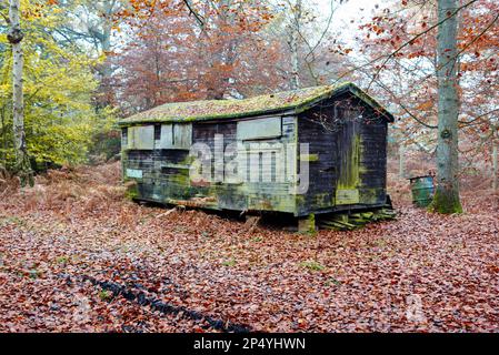 Vecchio capannone di legno nascosto in una zona boschiva Foto Stock